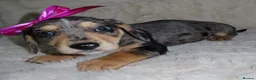 Dachshund dogs for sale: BEAUTIFUL DACHSHUND READY FOR FOREVER HOME!!! in Wolverhampton - Advert 34