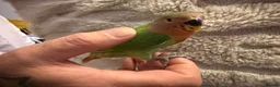 Lovebirds birds for sale: Baby hand reared lovebirds 2 x Lutino 1 x normal   in Rotherham - Advert 2