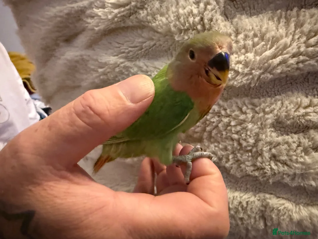 Lovebirds birds for sale: Baby hand reared lovebirds 2 x Lutino 1 x normal   in Rotherham - Advert 2
