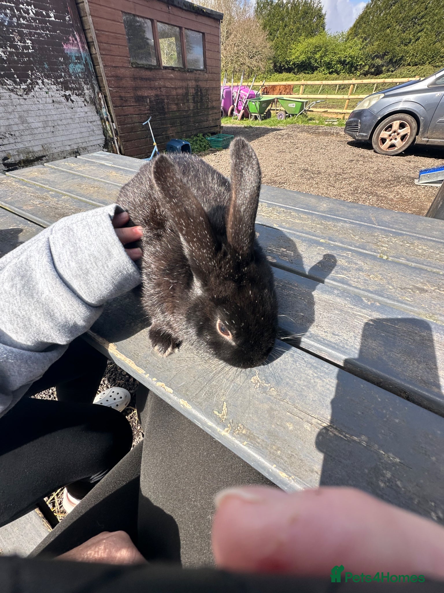 Mixed Breed rabbits Thumper - Advert 2