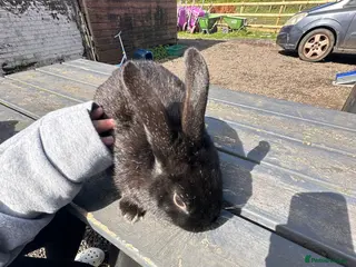 Mixed Breed rabbits Thumper - Advert 2