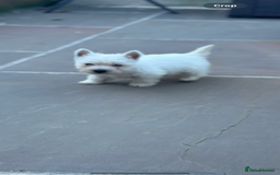 West Highland Terrier dogs for sale: West highland terrier puppies - Image 12