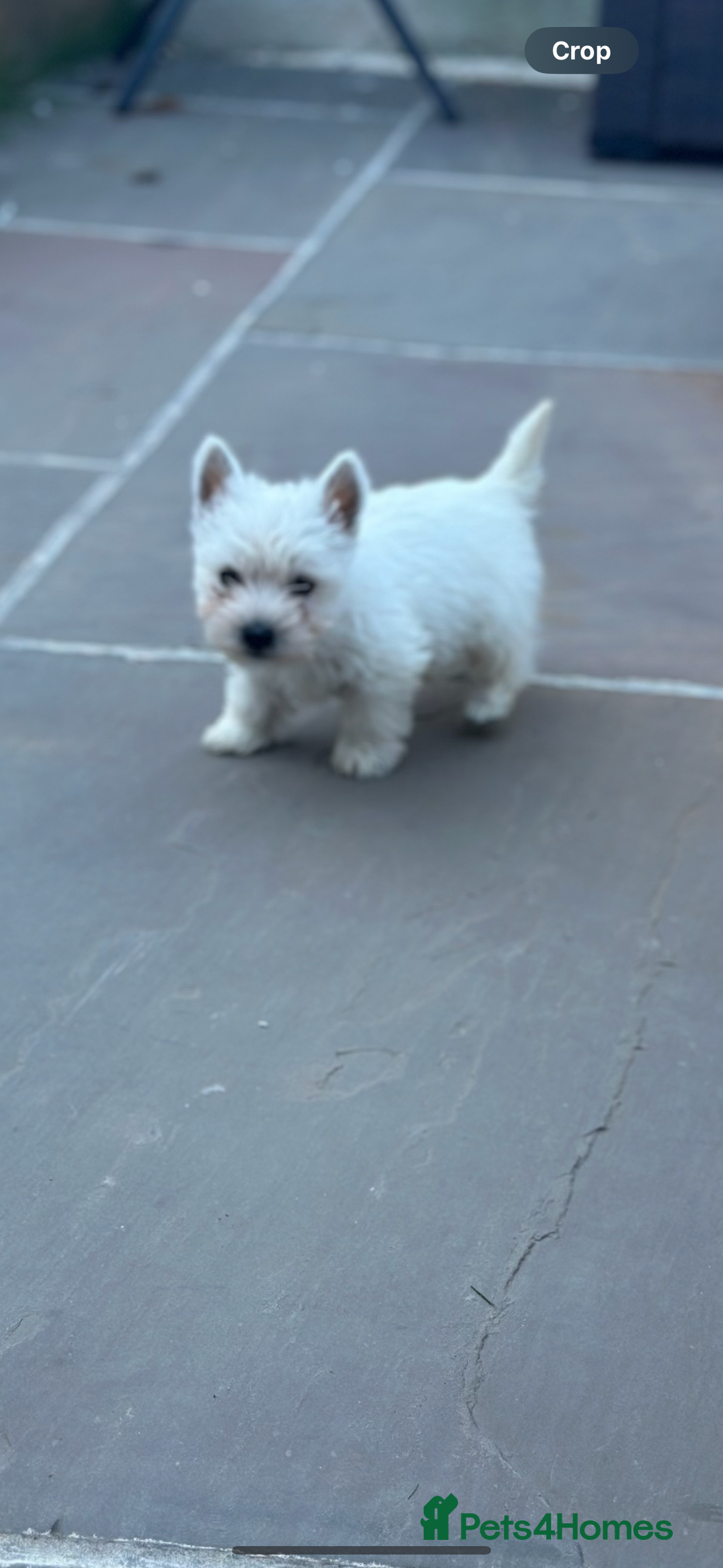 West Highland Terrier dogs for sale: West highland terrier puppies - Image 12