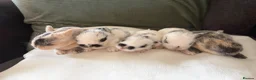 Mixed Breed rabbits for sale: 9x MINI LION LOP BUNNIES READY SEPTEMBER  - Advert 6