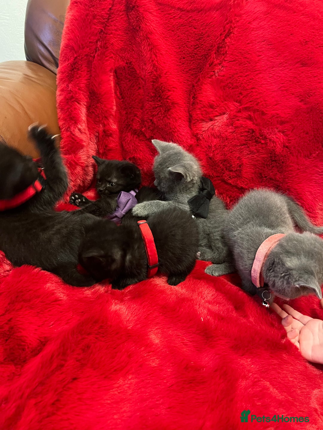 Mixed Breed cats for sale: kittens looking for a new home - Advert 13