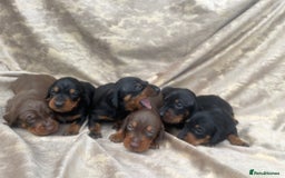 Dachshund dogs for sale: Dachshund puppies  - Image 10