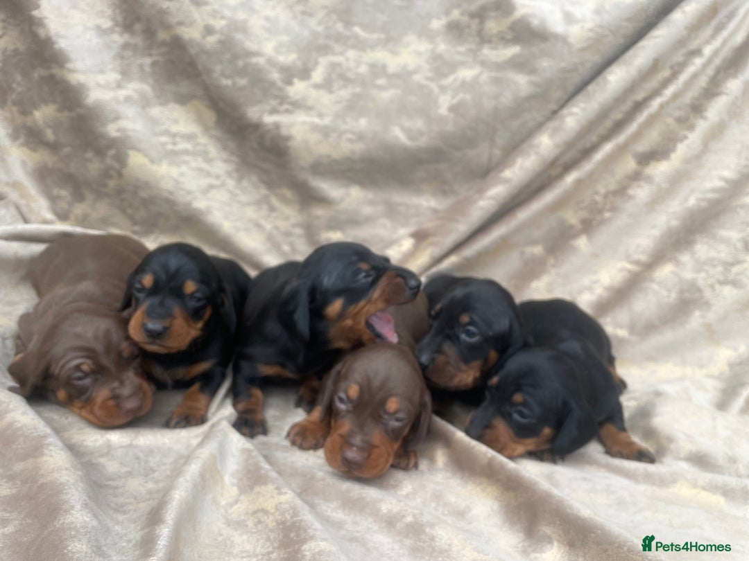 Dachshund dogs for sale: Dachshund puppies  - Image 10