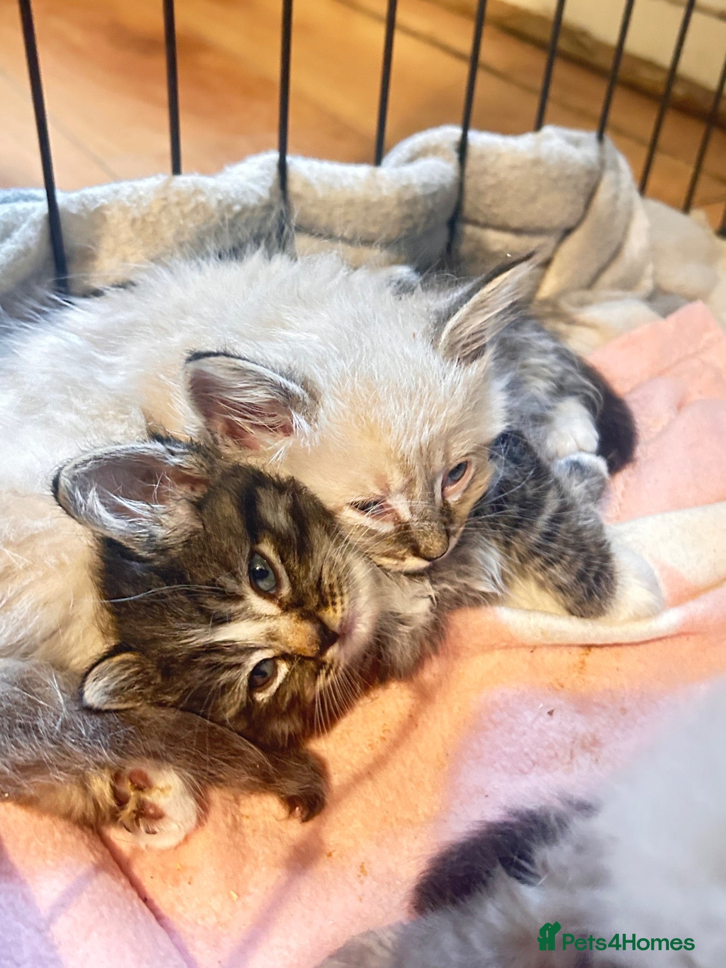 Mixed Breed cats Maine coon x ragdoll last 3 kittens available  - Advert 1
