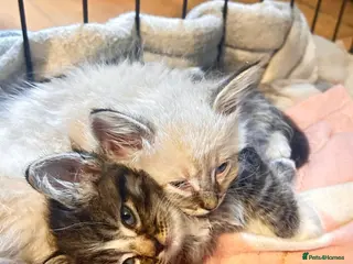 Mixed Breed cats Maine coon x ragdoll last 3 kittens available - Advert 1