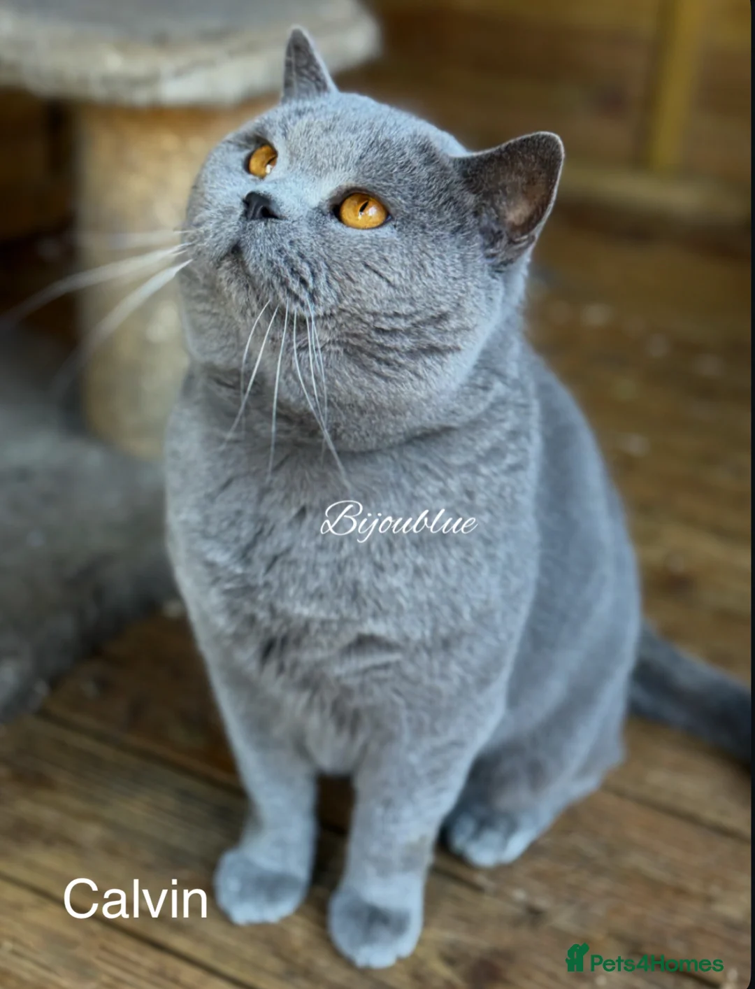 British Shorthair cats for stud: ⭐️ Two Imported Powerhouse Studs ⭐️ in London - Advert 6