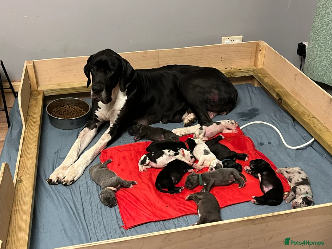 Great Dane dogs for sale: Kc reg Great Dane pups - Advert 1