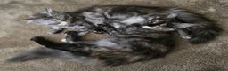 Maine Coon cats for sale: 🐾 Beautiful GCCF Registered Pedigree Kittens 🐾 - Advert 3