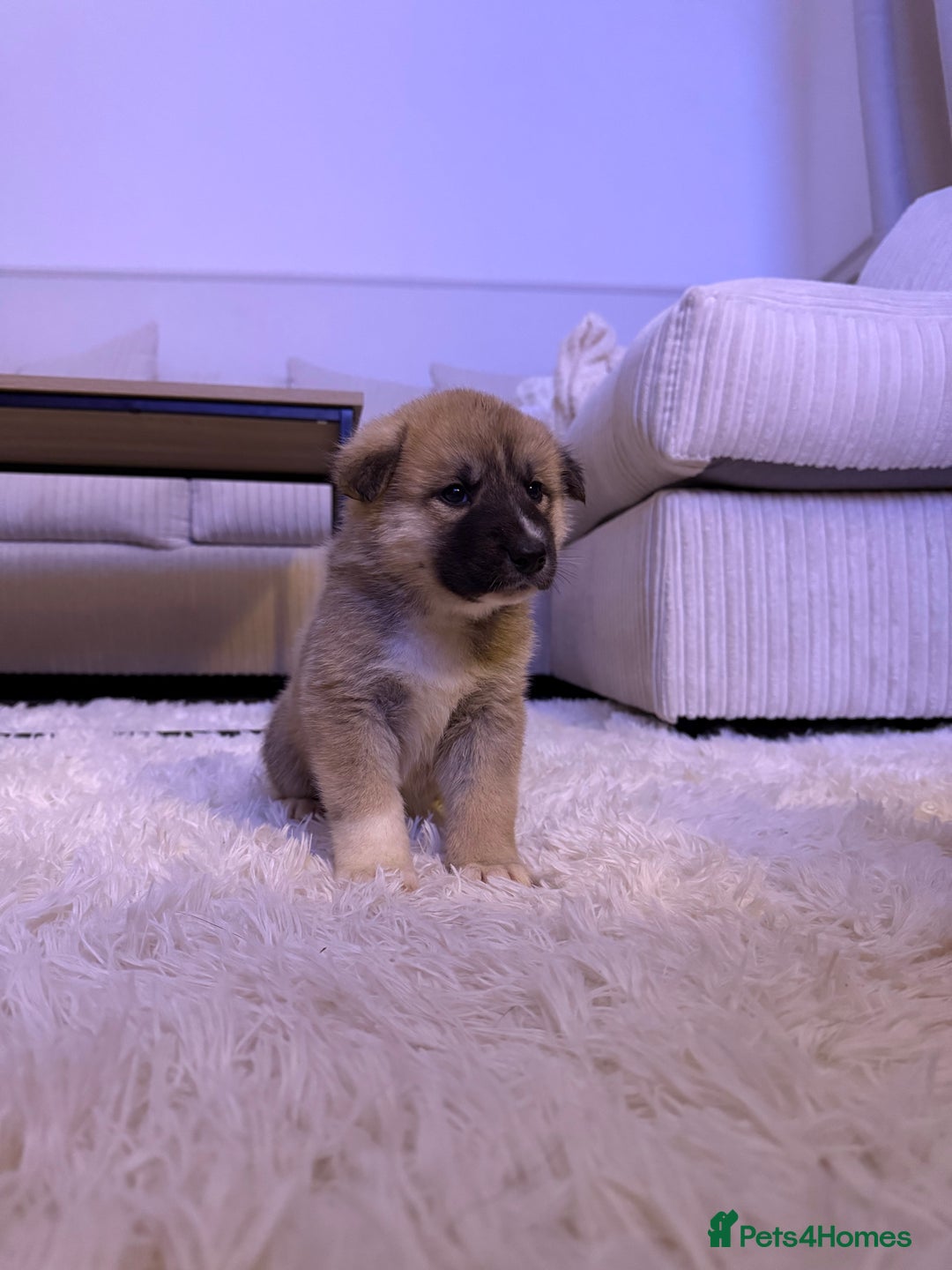 Huskita dogs for sale: READY NOW Huskita Puppies - Advert 28