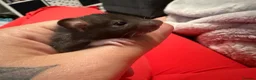 Rat rodents for sale: Baby rats  - Advert 3