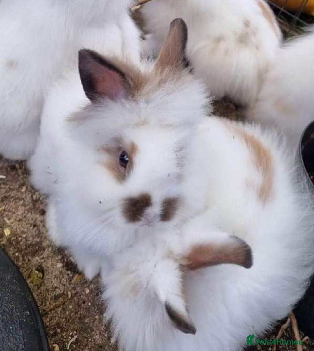 Mixed Breed rabbits for sale: Very pretty soft fluffy bunnies - Image 3
