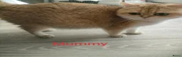 British Shorthair cats for sale: Golden British Short Hair Kitten for sale - Advert 15