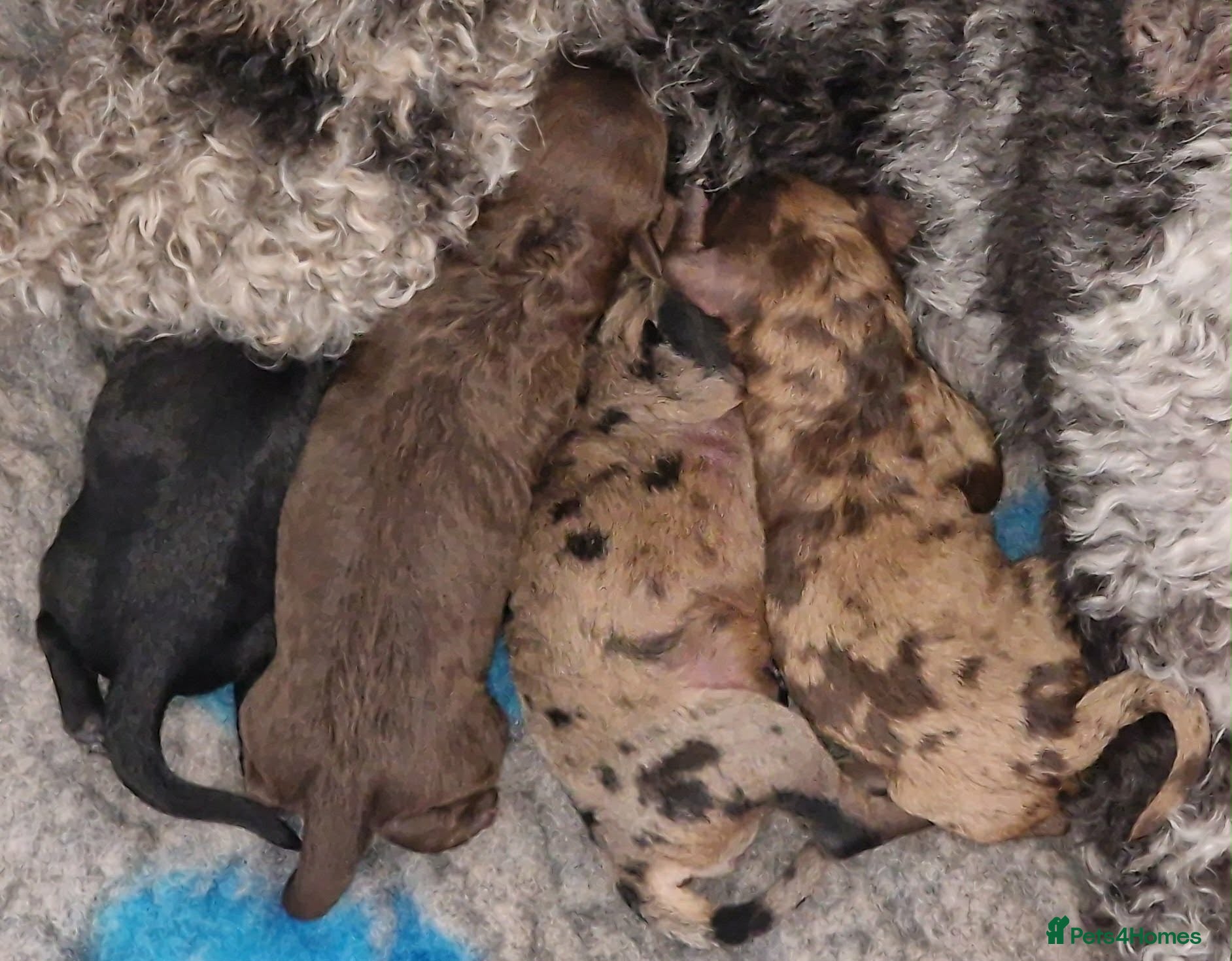 Toy Poodle dogs Superb Merle Toy Poodles - Advert 1