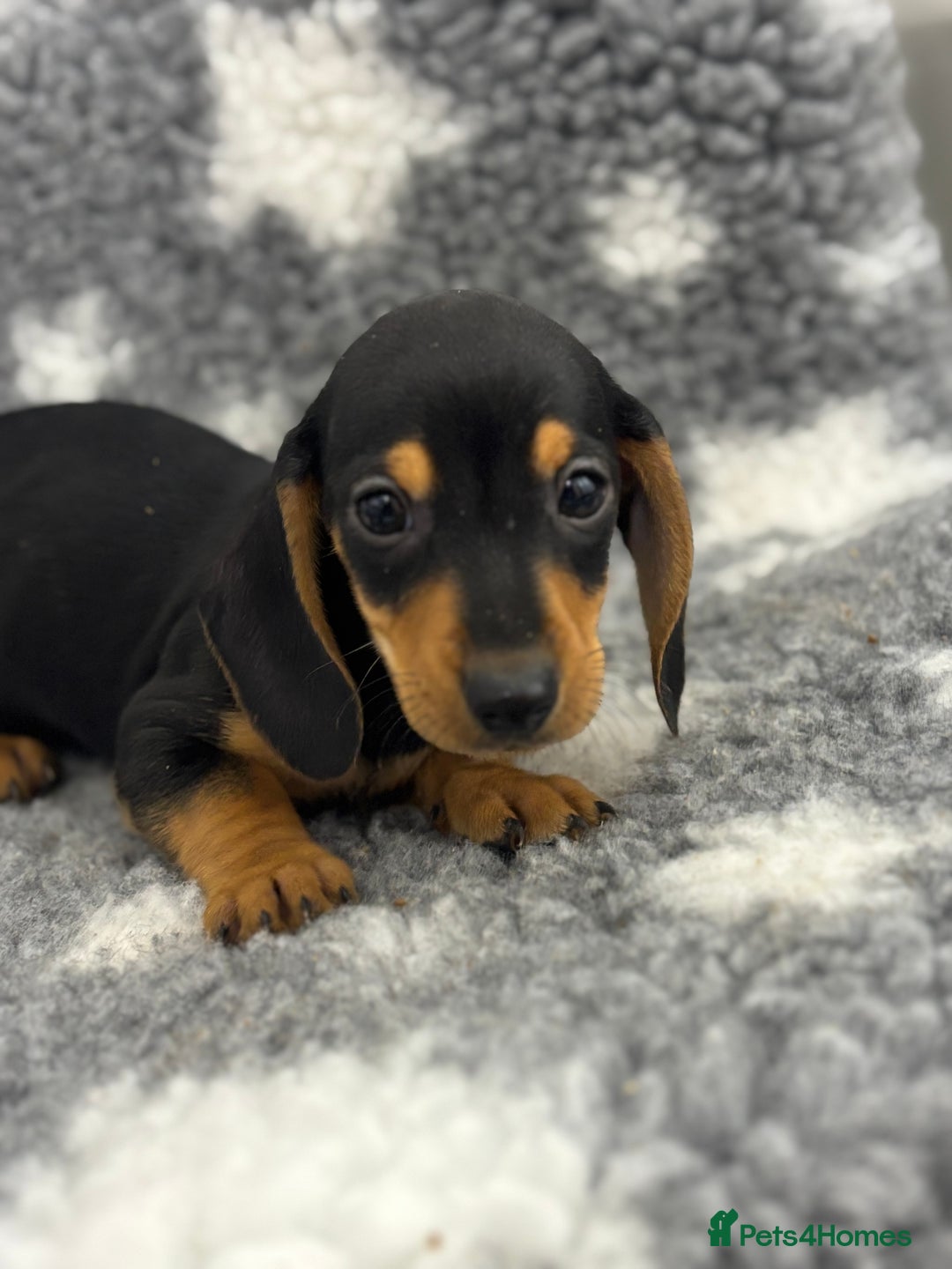 Miniature Dachshund dogs for sale: 7 Daschunds pups  - Advert 7