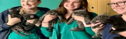 Mixed Breed cats for sale: Weaned and socialised cubs ❤️ in Shrewsbury - Advert 3