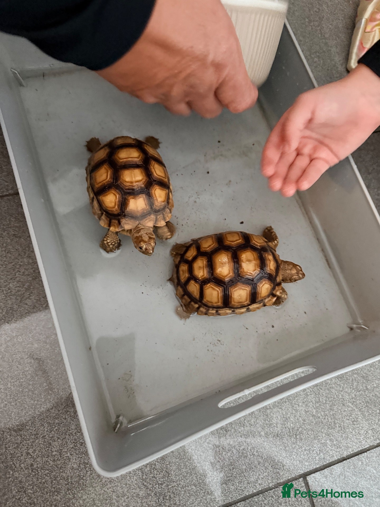 Tortoise reptiles Sacata tortoise x2 - Advert 3