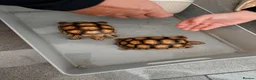 Tortoise reptiles for sale: Sacata tortoise x2 - Advert 1