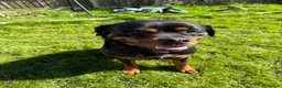 Rottweiler dogs for sale: Male 4 year old Rottweiler  - Advert 5