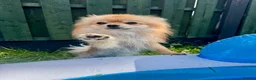 Pomeranian dogs for sale: Looking for My Forever Human 🥹🐾🤎 - Advert 9