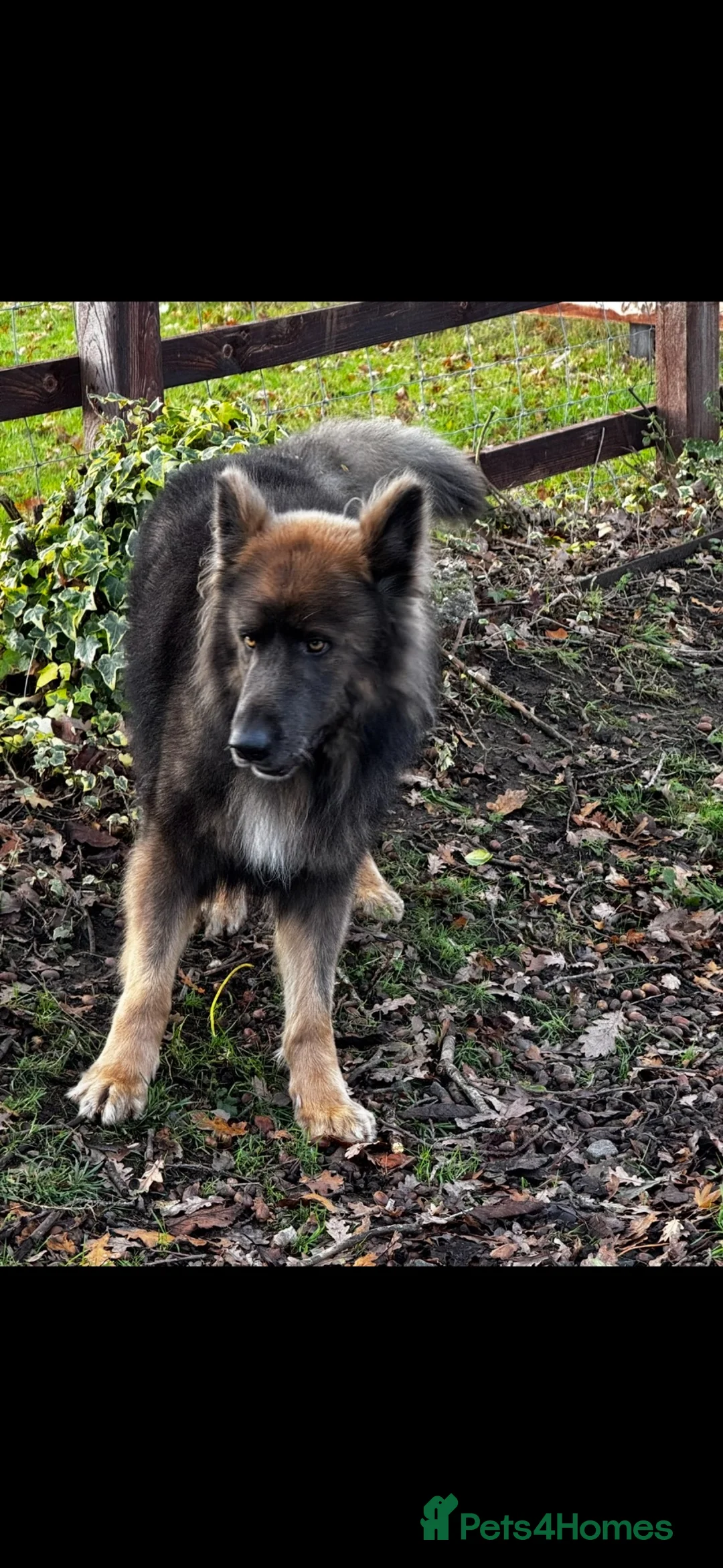 German Shepherd dogs for sale: 💙Marley 💙 blue German shepherd  - Advert 2