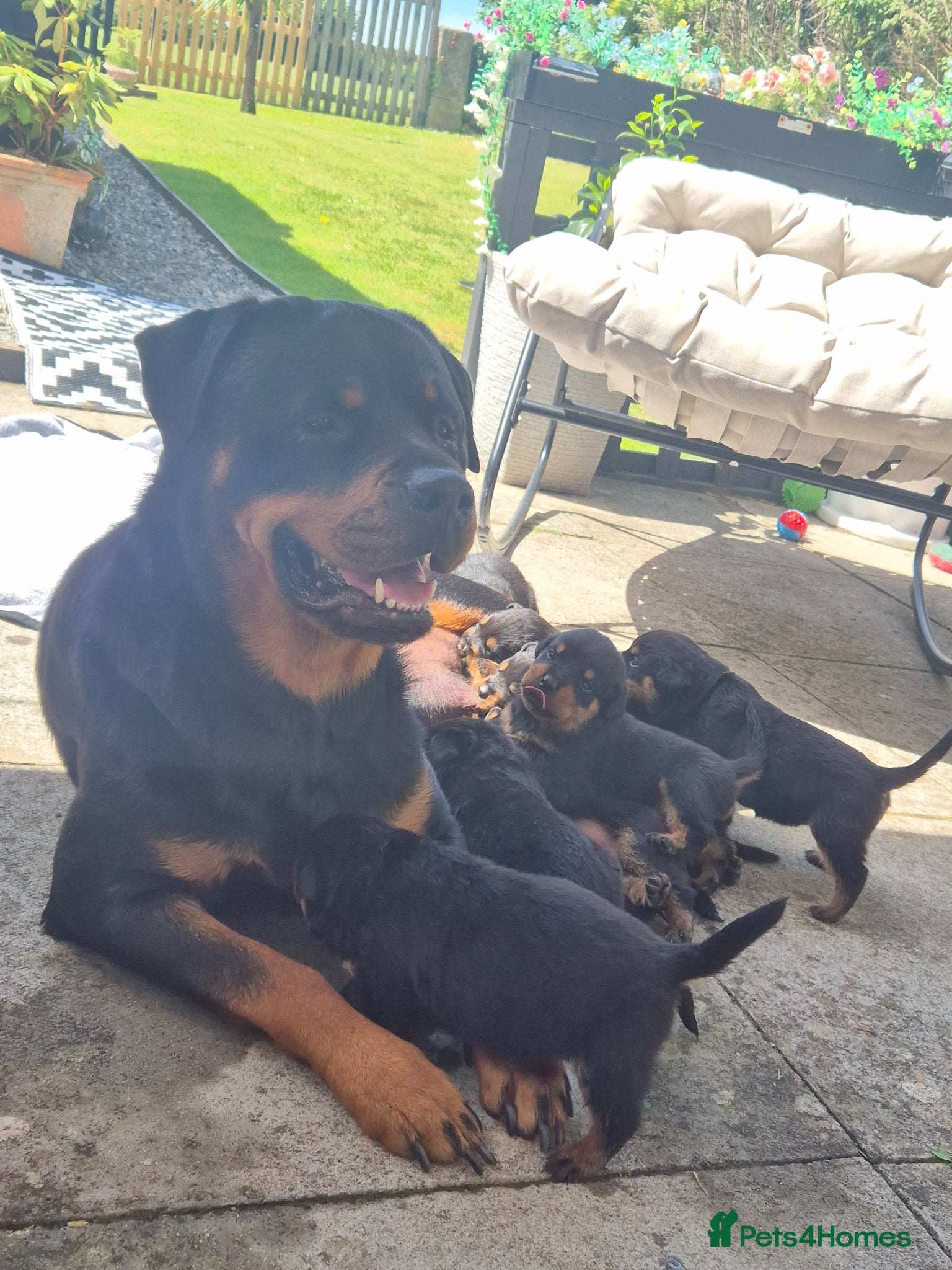 Rottweiler dogs 5* Rottweiler Puppies  - Advert 1