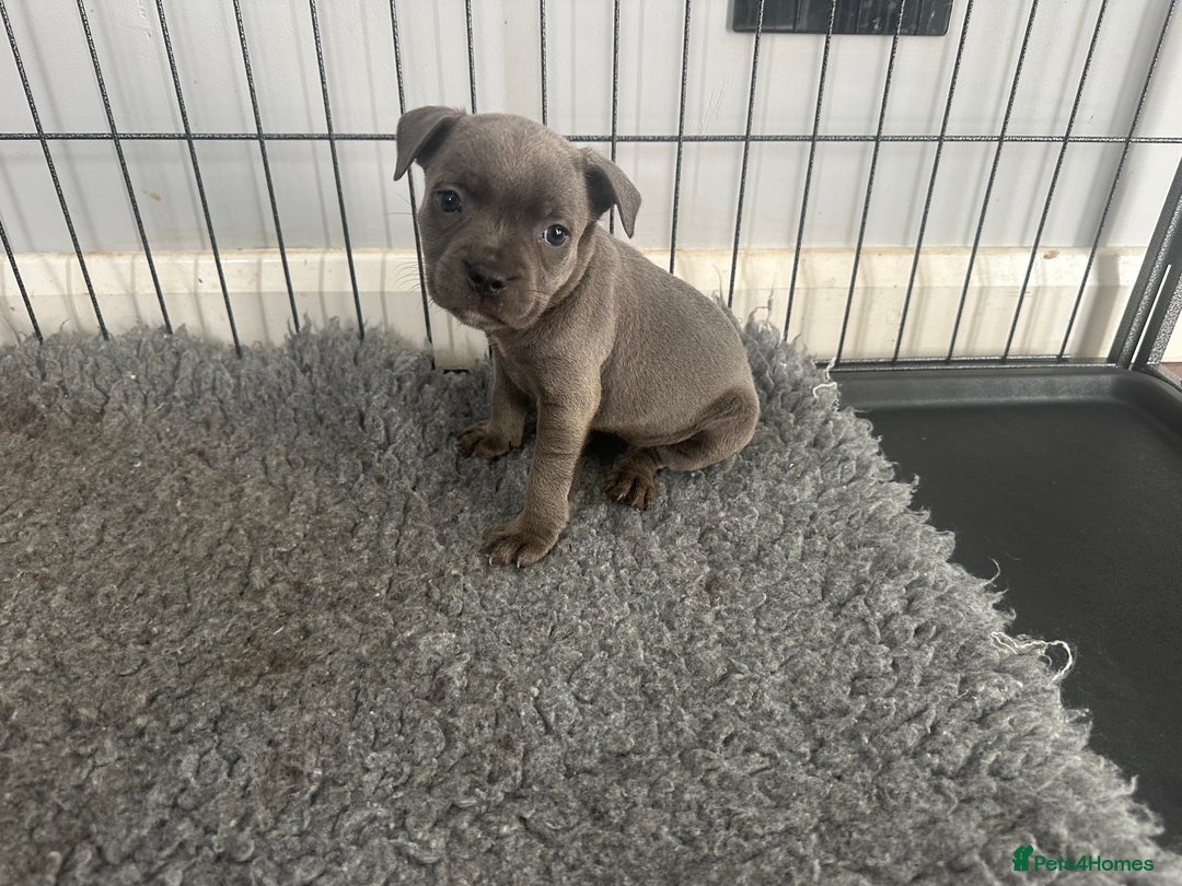 Staffordshire Bull Terrier dogs for sale: Stunning Blue staffy KC Registered Bullscaff Pups - Image 7