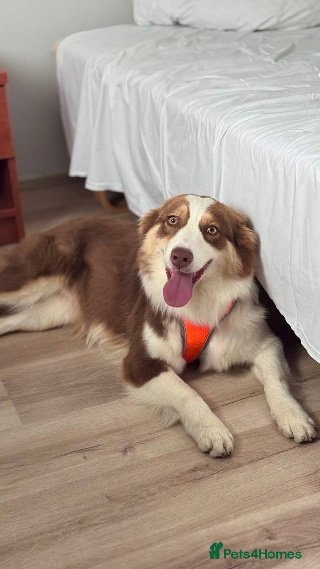 Australian Shepherd dogs for sale: Upcoming Litter – Australian Shepherd Puppies - Advert 5