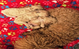 Maltipoo dogs for sale: 🐶Rare Asian/Korean Tiny Maltipoo Puppies🐶 - Image 21