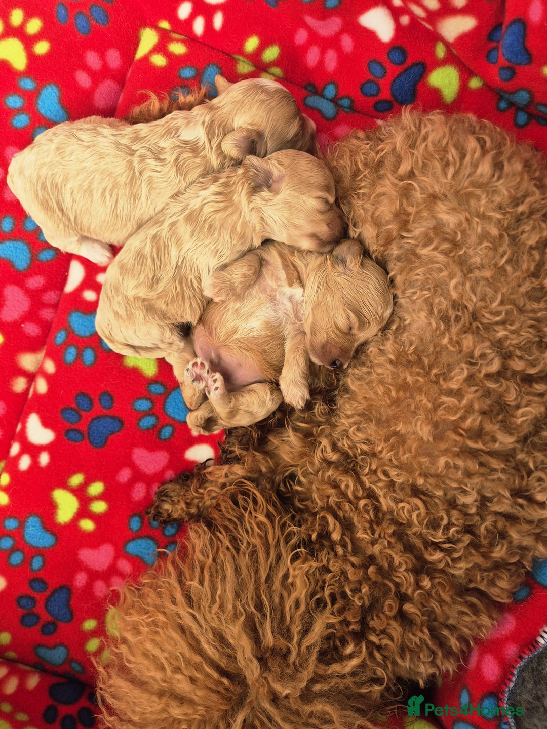 Maltipoo dogs for sale: 🐶Rare Asian/Korean Tiny Maltipoo Puppies🐶 - Image 21