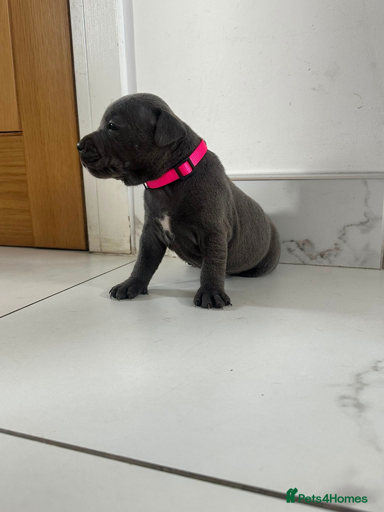 Staffordshire Bull Terrier dogs Staff puppies  - Advert 1