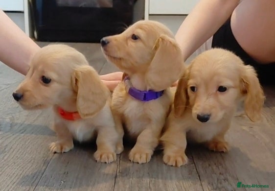 Miniature Dachshund dogs Two Remaining KC Reg. Longhaired Full Cream Mini's - Advert 2