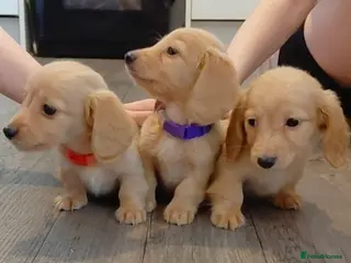 Miniature Dachshund dogs Two Remaining KC Reg. Longhaired Full Cream Mini's - Advert 2