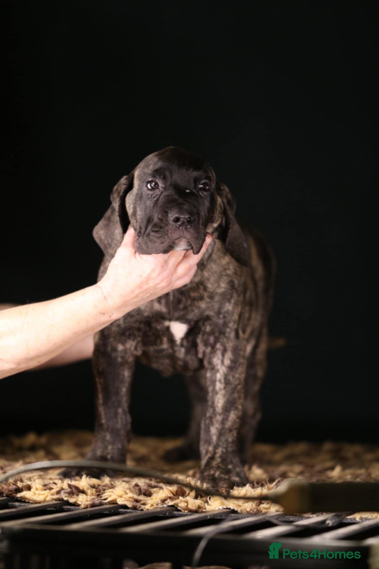 Presa Canario dogs Presa Canario pups  - Advert 1