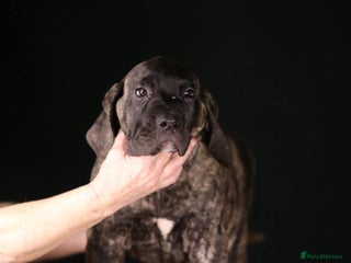 Presa Canario dogs Presa Canario pups - Advert 1