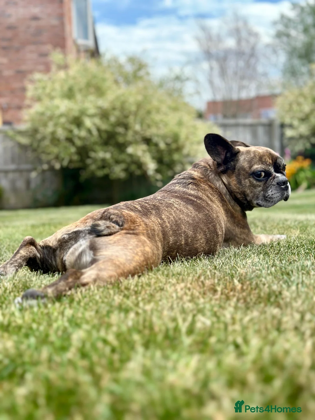 French Bulldog dogs for sale: 11 year old loving female French bulldog rehome - Advert 1