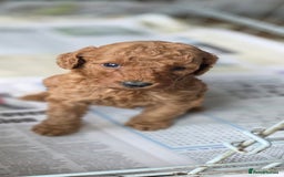 Miniature Poodle dogs for sale: MINIATURE POODLE PUPPIES - Image 13