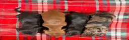 Miniature Dachshund dogs for sale: STUNNING KC MINI DACHSHUND PUPPIES READY NOW  - Advert 5