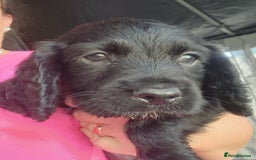 Sprocker dogs for sale: SPROCKER PUPPIES  - Image 13