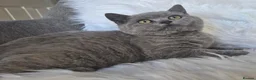 British Shorthair cats for sale: Beautiful Blue Male Kitten  - Advert 19