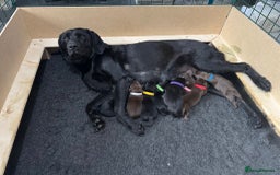 Labrador Retriever dogs for sale: Chocolate Labrador  - Image 5
