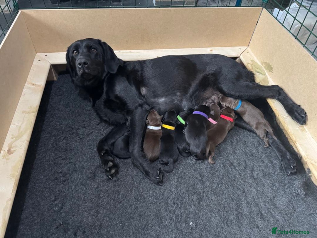 Labrador Retriever dogs for sale: Chocolate Labrador  - Image 5