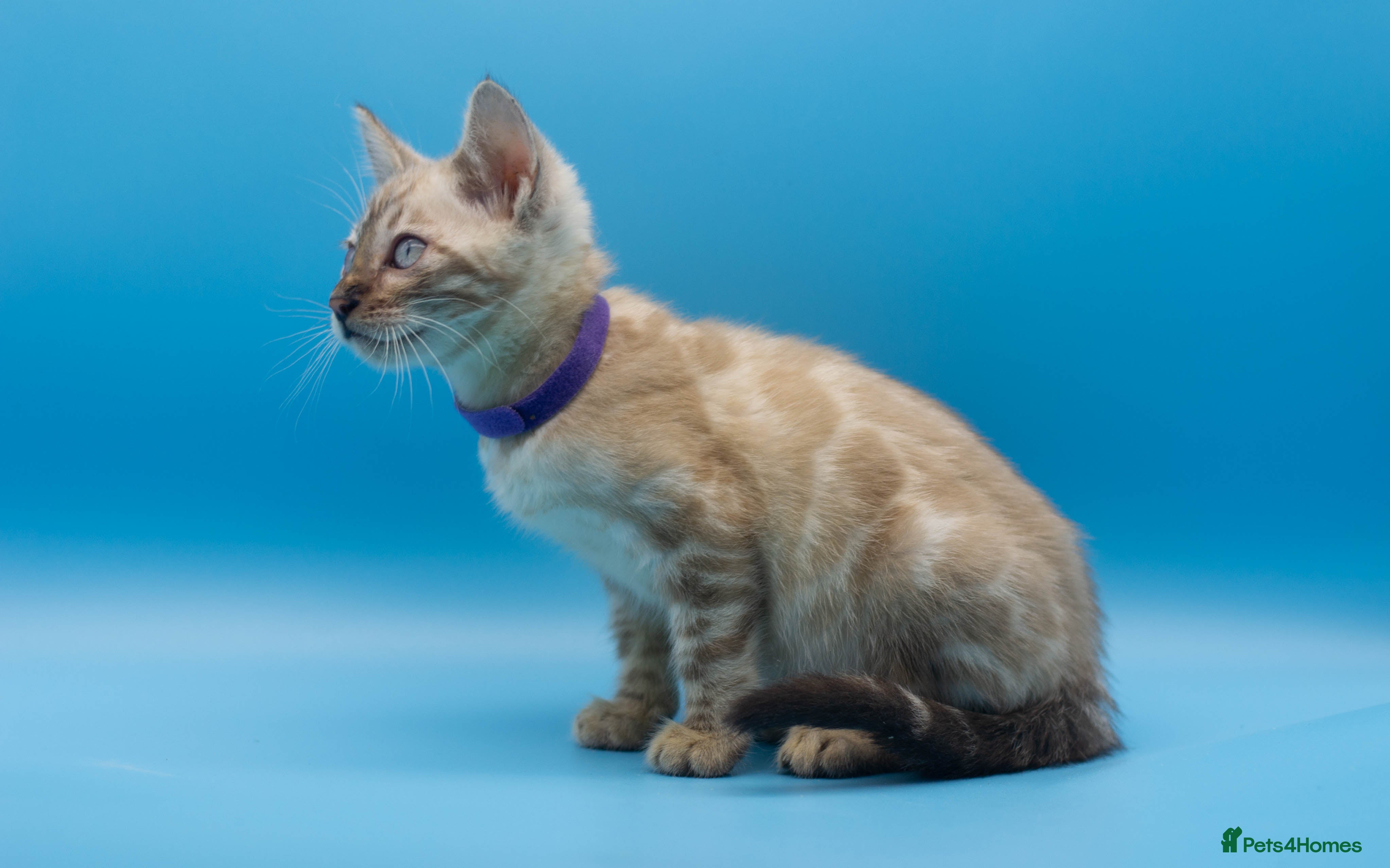 Bengal cats Snow Lynx Bengal Kittens–Available for Reservation - Advert 5