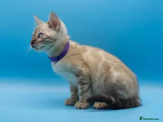 Bengal cats Snow Lynx Bengal Kittens–Available for Reservation - Advert 5