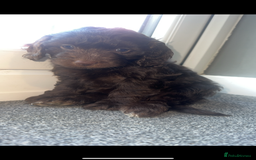 Cockapoo dogs for sale: 1 brown female cockapoo  - Image 5