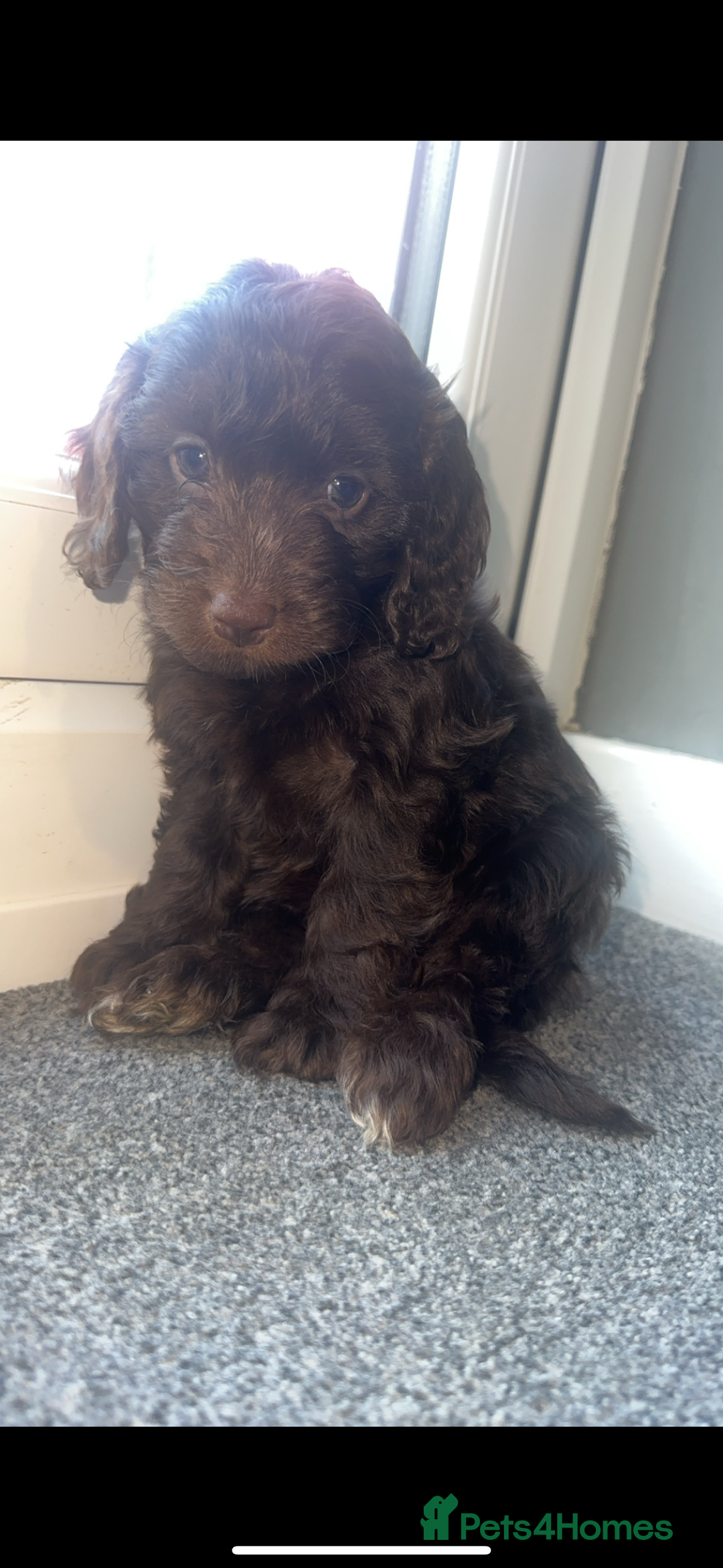 Cockapoo dogs for sale: 1 brown female cockapoo  - Image 5