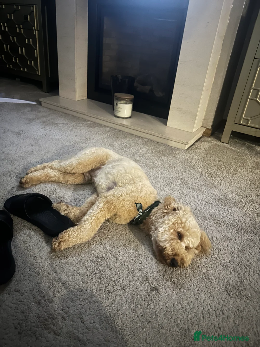 Cockapoo dogs for sale: Cockapoo for sale  in Liverpool - Advert 2